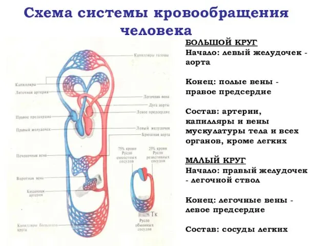 Схема системы кровообращения человека БОЛЬШОЙ КРУГ Начало: левый желудочек -