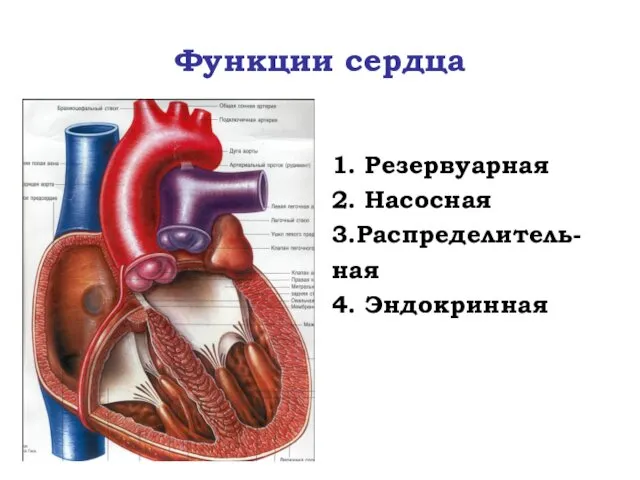 Функции сердца 1. Резервуарная 2. Насосная 3.Распределитель- ная 4. Эндокринная