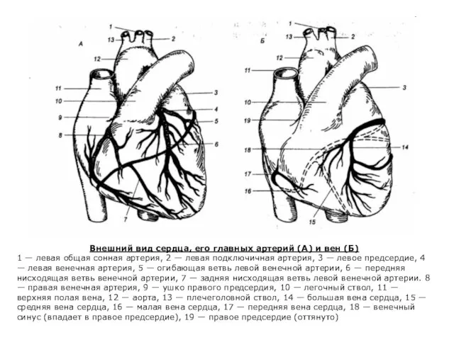 Внешний вид сердца, его главных артерий (А) и вен (Б)