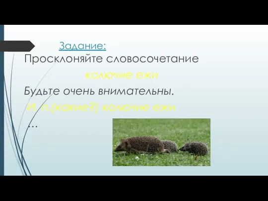 Задание: Просклоняйте словосочетание колючие ежи Будьте очень внимательны. И. п.(какие?) колючие ежи …