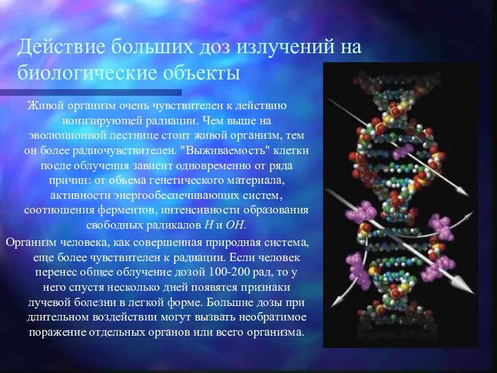 Действие больших доз излучений на биологические объекты Живой организм очень чувствителен к действию