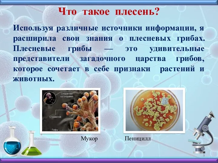 Что такое плесень? Используя различные источники информации, я расширила свои