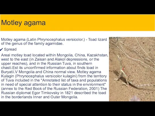 Motley agama Motley agama (Latin Phrynocephalus versicolor.) - Toad lizard