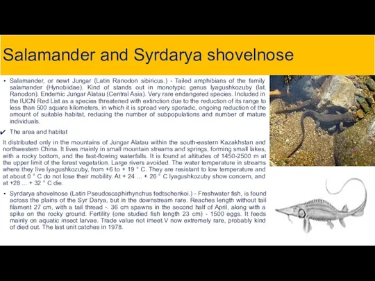 Salamander and Syrdarya shovelnose Salamander, or newt Jungar (Latin Ranodon