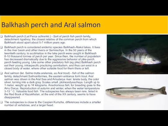 Balkhash perch and Aral salmon Balkhash perch (Lat Perca schrenkii.) - Sort of