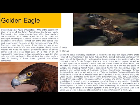 Golden Eagle Golden Eagle (lat Aquila chrysaetos.) - One of