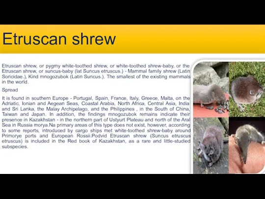 Etruscan shrew Etruscan shrew, or pygmy white-toothed shrew, or white-toothed