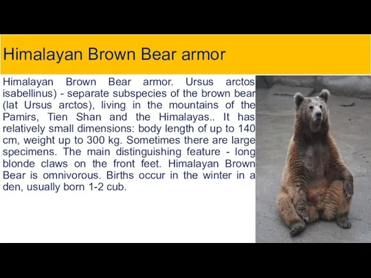 Himalayan Brown Bear armor Himalayan Brown Bear armor. Ursus arctos