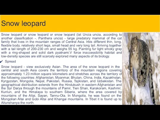 Snow leopard Snow leopard or snow leopard or snow leopard (lat Uncia uncia,