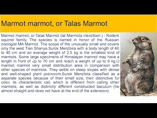Marmot marmot, or Talas Marmot Marmot marmot, or Talas Marmot (lat Marmota menzbieri.)