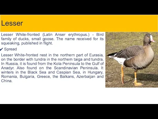 Lesser Lesser White-fronted (Latin Anser erythropus.) - Bird family of ducks, small goose.