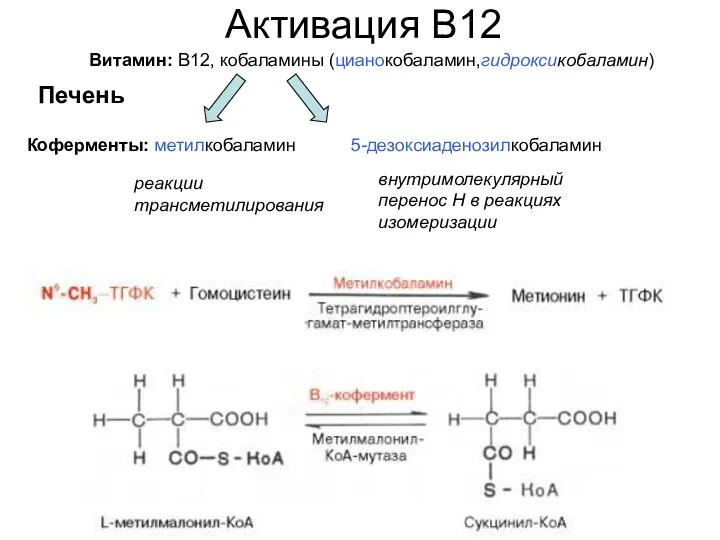 Коферменты: метилкобаламин 5-дезоксиаденозилкобаламин Активация В12 Витамин: В12, кобаламины (цианокобаламин,гидроксикобаламин) Печень