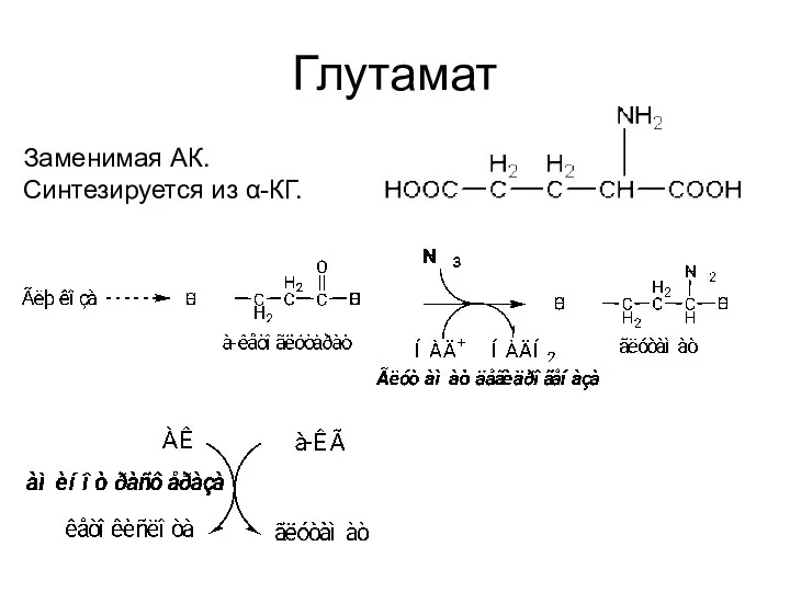 Глутамат Заменимая АК. Синтезируется из α-КГ.