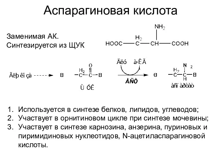 Аспарагиновая кислота Заменимая АК. Синтезируется из ЩУК Используется в синтезе