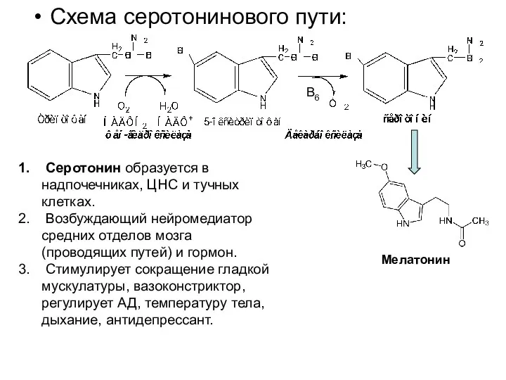 Схема серотонинового пути: Мелатонин Серотонин образуется в надпочечниках, ЦНС и