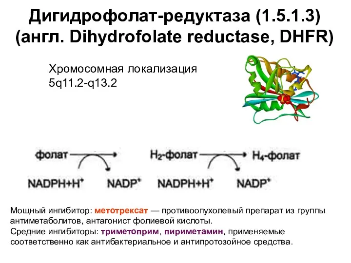 Дигидрофолат-редуктаза (1.5.1.3) (англ. Dihydrofolate reductase, DHFR) Мощный ингибитор: метотрексат —