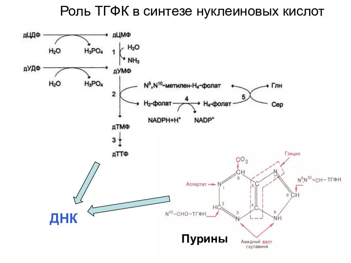 Роль ТГФК в синтезе нуклеиновых кислот ДНК Пурины