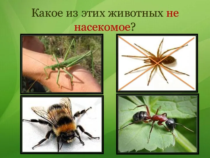 Какое из этих животных не насекомое?