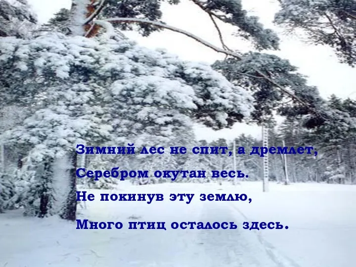 Зимний лес не спит, а дремлет, Серебром окутан весь. Не покинув эту землю,