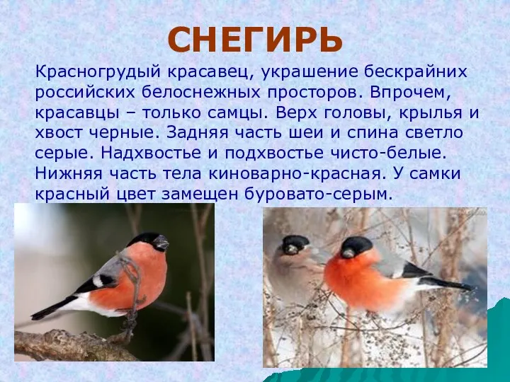 СНЕГИРЬ Красногрудый красавец, украшение бескрайних российских белоснежных просторов. Впрочем, красавцы – только самцы.
