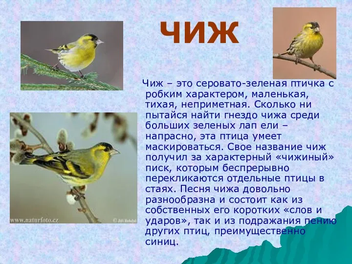 ЧИЖ Чиж – это серовато-зеленая птичка с робким характером, маленькая, тихая, неприметная. Сколько