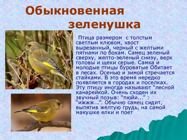 Обыкновенная зеленушка Птица размером с толстым светлым клювом, хвост вырезанный, черный с желтыми