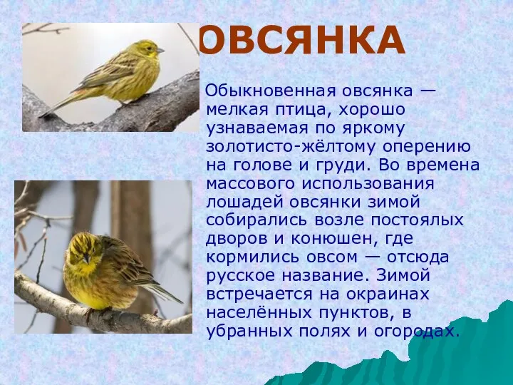 ОВСЯНКА Обыкновенная овсянка — мелкая птица, хорошо узнаваемая по яркому золотисто-жёлтому оперению на