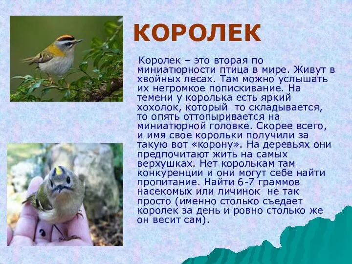 КОРОЛЕК Королек – это вторая по миниатюрности птица в мире. Живут в хвойных