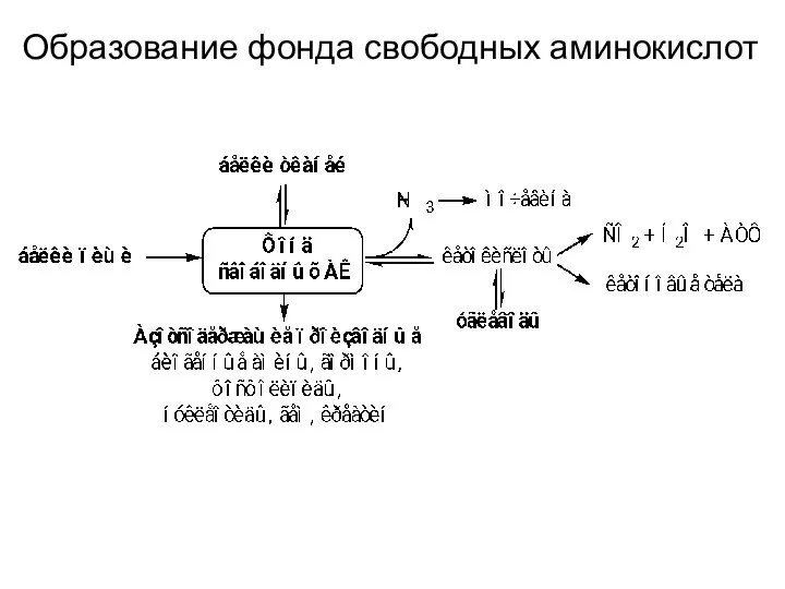 Образование фонда свободных аминокислот