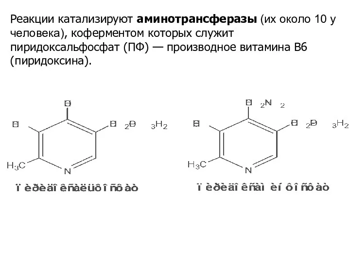 Реакции катализируют аминотрансферазы (их около 10 у человека), коферментом которых служит пиридоксальфосфат (ПФ)