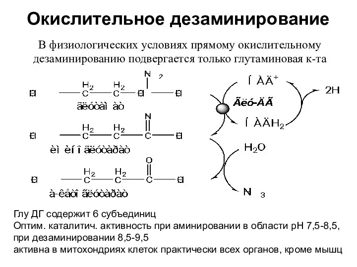 Окислительное дезаминирование В физиологических условиях прямому окислительному дезаминированию подвергается только