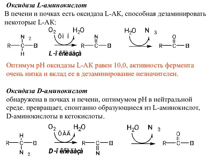 Оксидаза L-аминокислот В печени и почках есть оксидаза L-АК, способная