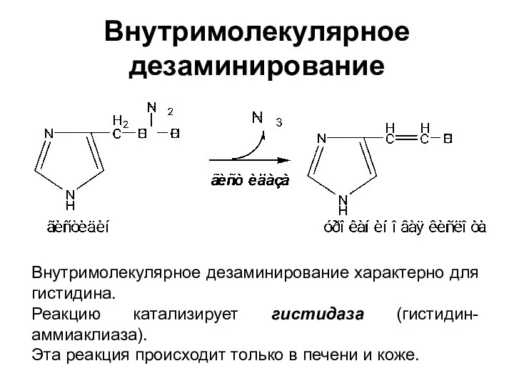 Внутримолекулярное дезаминирование Внутримолекулярное дезаминирование характерно для гистидина. Реакцию катализирует гистидаза