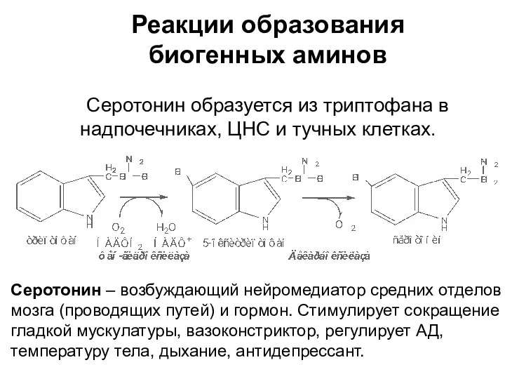 Реакции образования биогенных аминов Серотонин образуется из триптофана в надпочечниках,