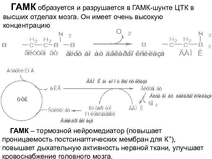 ГАМК образуется и разрушается в ГАМК-шунте ЦТК в высших отделах мозга. Он имеет