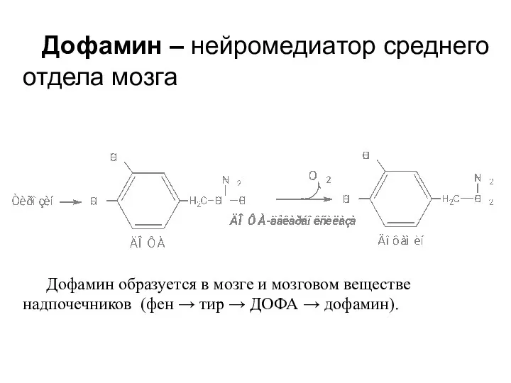 Дофамин образуется в мозге и мозговом веществе надпочечников (фен → тир → ДОФА
