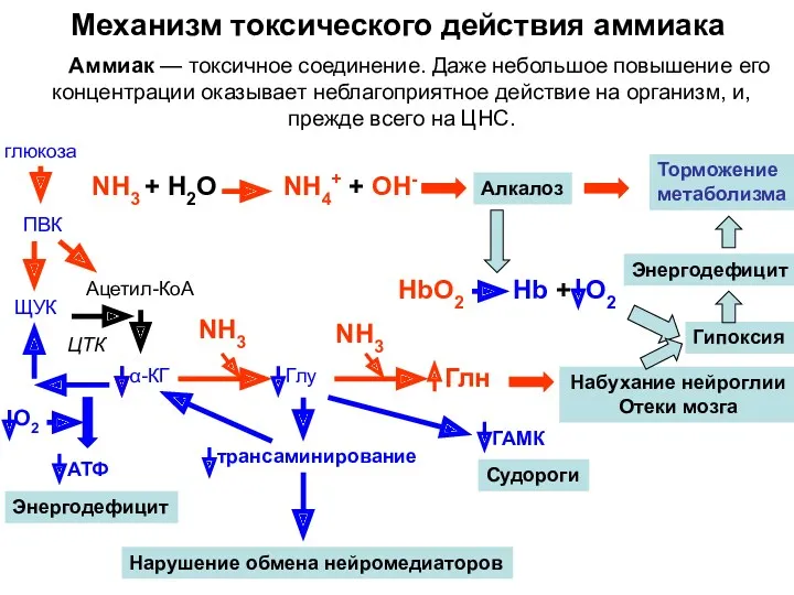 Механизм токсического действия аммиака Аммиак — токсичное соединение. Даже небольшое повышение его концентрации