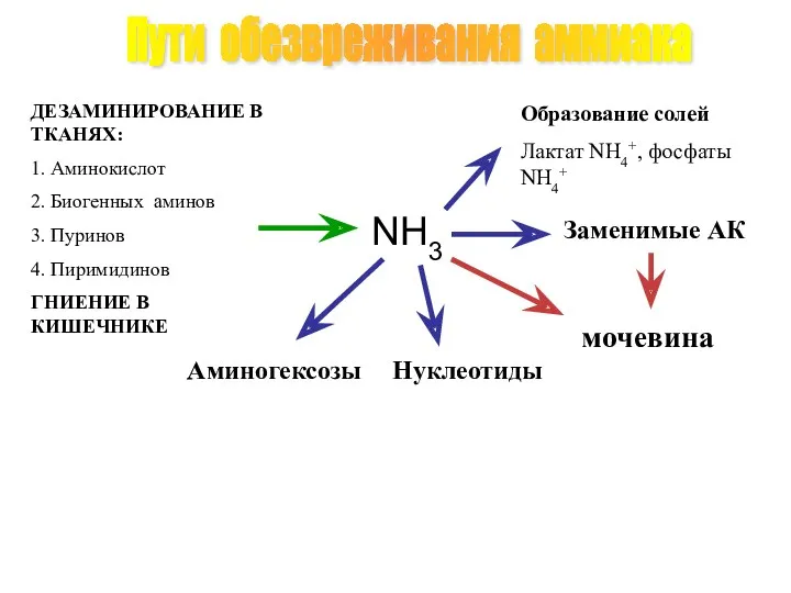 Пути обезвреживания аммиака ДЕЗАМИНИРОВАНИЕ В ТКАНЯХ: 1. Аминокислот 2. Биогенных аминов 3. Пуринов