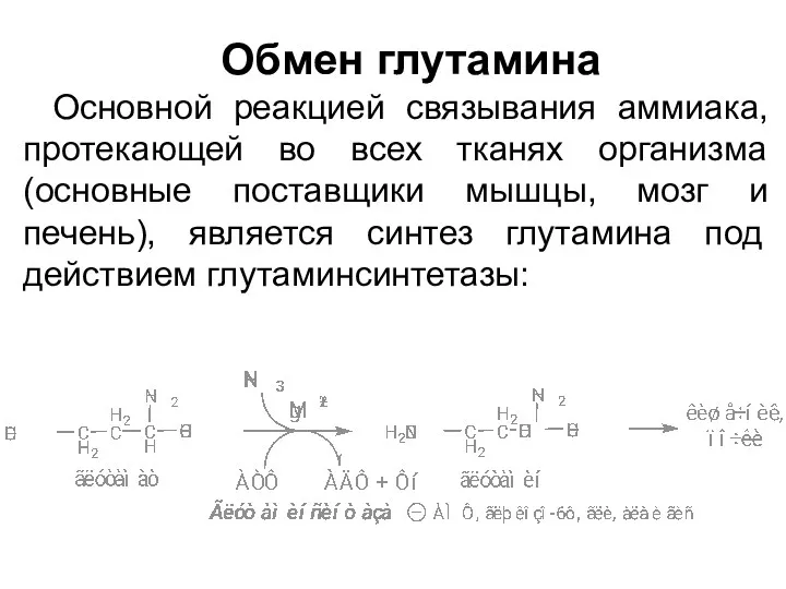 Обмен глутамина Основной реакцией связывания аммиака, протекающей во всех тканях организма (основные поставщики