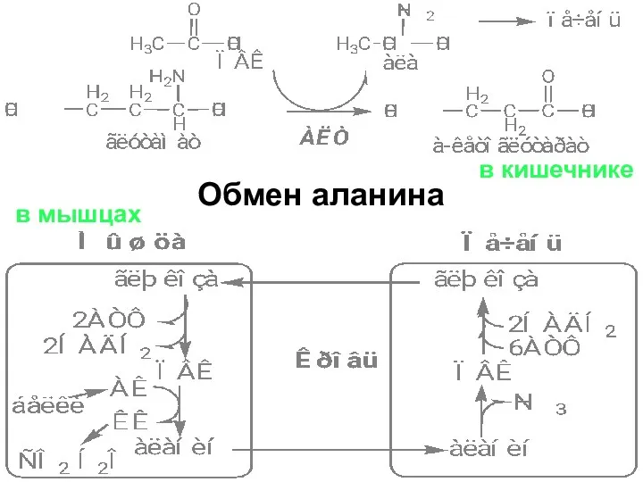 Обмен аланина в кишечнике в мышцах