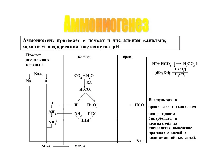 Аммониогенез H+ HCO3- Na+ В результате в крови восстанавливается концентрация бикарбоната, а «расплатой»