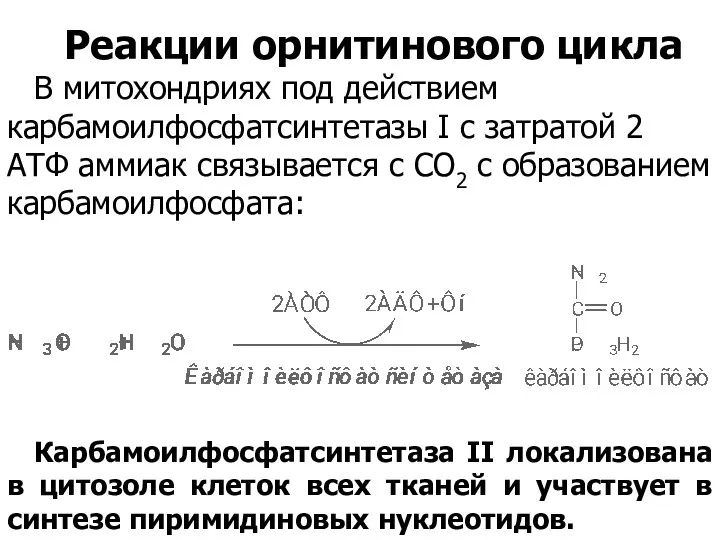 Реакции орнитинового цикла В митохондриях под действием карбамоилфосфатсинтетазы I с затратой 2 АТФ