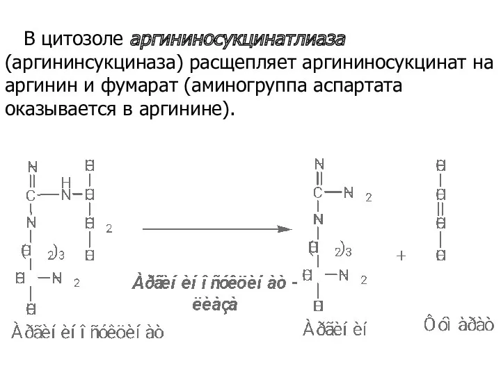 В цитозоле аргининосукцинатлиаза (аргининсукциназа) расщепляет аргининосукцинат на аргинин и фумарат (аминогруппа аспартата оказывается в аргинине).