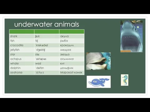 underwater animals