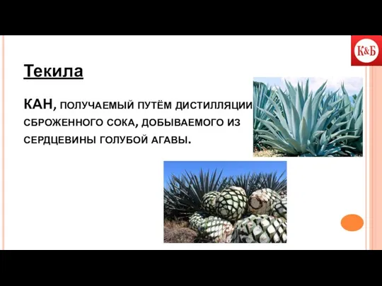 КАН, получаемый путём дистилляции сброженного сока, добываемого из сердцевины голубой агавы. Текила