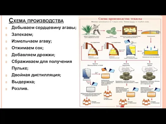 Схема производства Добываем сердцевину агавы; Запекаем; Измельчаем агаву; Отжимаем сок;