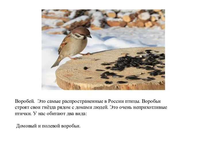 Воробей. Это самые распространенные в России птицы. Воробьи строят свои гнёзда рядом с