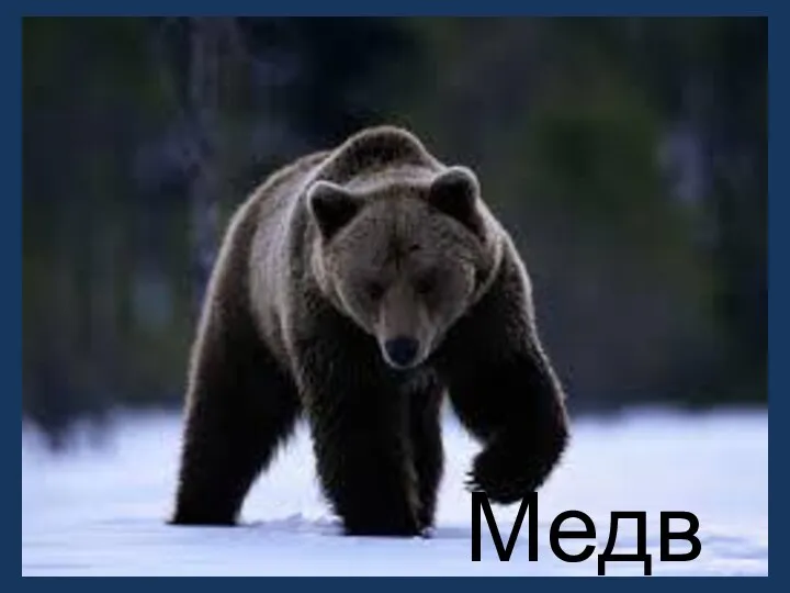 Медведь!