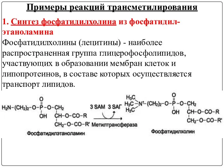 1. Синтез фосфатидилхолина из фосфатидил-этаноламина Фосфатидилхолины (лецитины) - наиболее распространенная