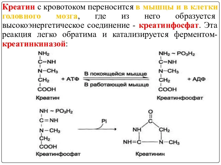 Креатин с кровотоком переносится в мышцы и в клетки головного